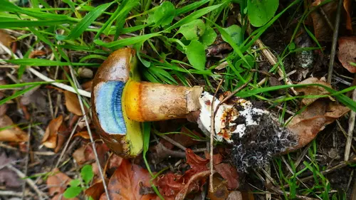 Inkstain Bolete (Cyanoboletus pulverulentus), photo