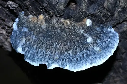 Blue Cheese Polypore (Cyanosporus caesius), photo