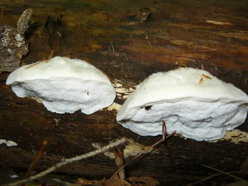 Cyanosporus livens (Cyanosporus livens), photo