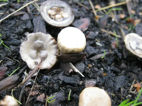 Field Bird's Nest (Cyathus olla), photo