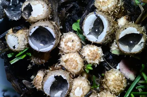 Dung Bird's Nest (Cyathus stercoreus), photo