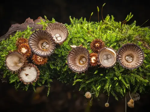 Fluted Bird's Nest (Cyathus striatus), photo