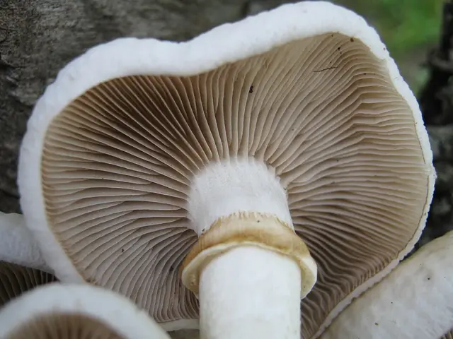 Cyclocybe aegerita (Cyclocybe aegerita), photo