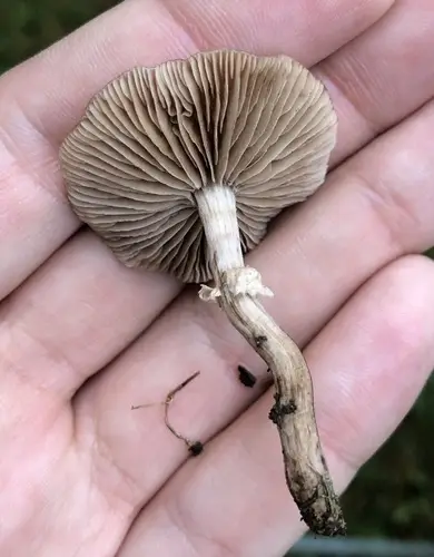 Dark Fieldcap (Cyclocybe erebia), photo