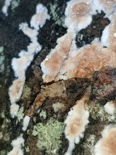 Cylindrobasidium evolvens (Cylindrobasidium evolvens), photo