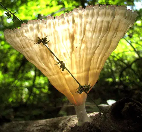 Cymatoderma caperatum (Cymatoderma caperatum), photo