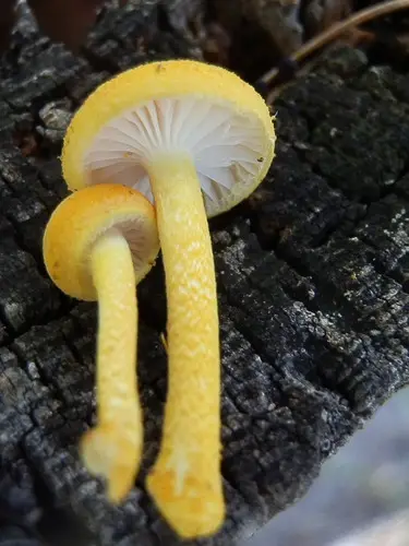 Golden Coincap (Cyptotrama chrysopepla), photo