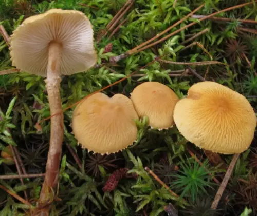 Earthy Powdercap (Cystoderma amianthinum), photo