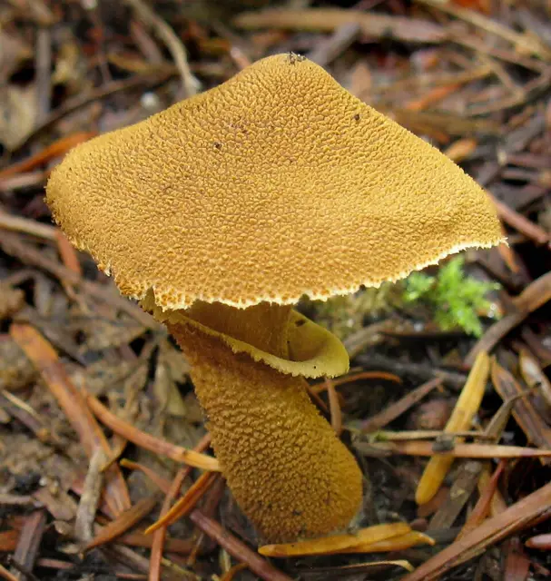 Cystoderma fallax (Cystoderma fallax), photo