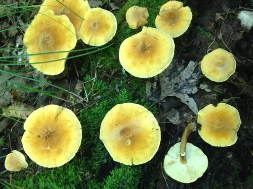 Cystoderma granosum (Cystoderma granosum), photo