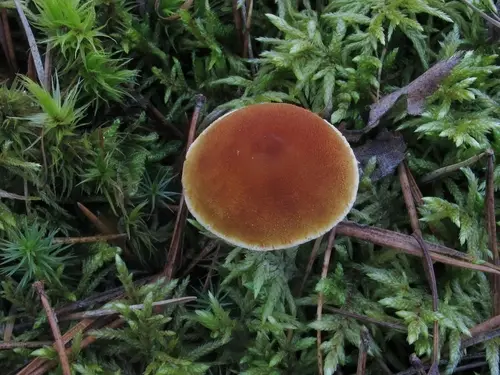 Pine Powdercap (Cystoderma jasonis), photo