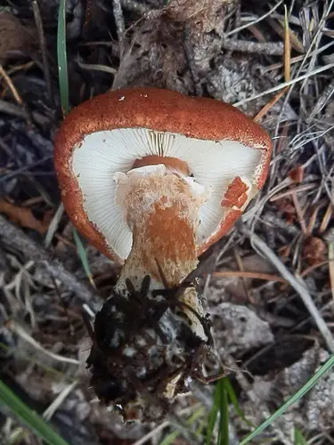 Cinnabar Powdercap (Cystodermella cinnabarina), photo