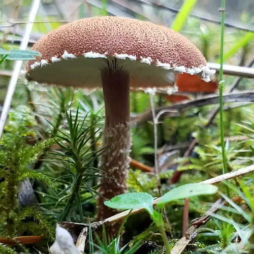 Cystodermella granulosa (Cystodermella granulosa), photo