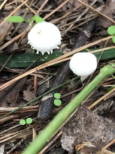 Bearded Dapperling (Cystolepiota seminuda), photo