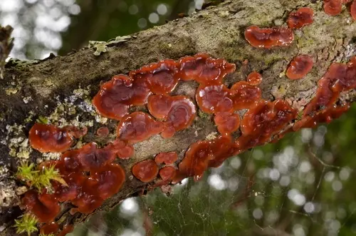 Scarlet Splash (Cytidia salicina), photo