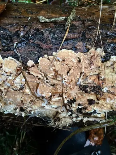 Dacryobolus karstenii (Dacryobolus karstenii), photo