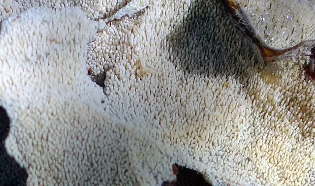 Weeping Toothcrust (Dacryobolus sudans), photo