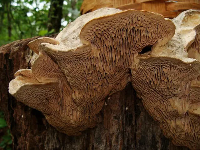 Oak Mazegill (Daedalea quercina), photo
