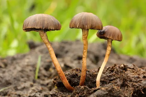 Deconica coprophila (Deconica coprophila), photo