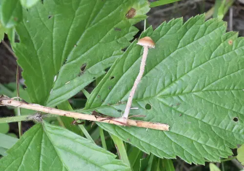 Deconica crobula (Deconica crobula), photo