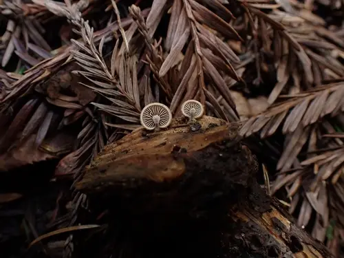 Wood Oysterling (Deconica horizontalis), photo