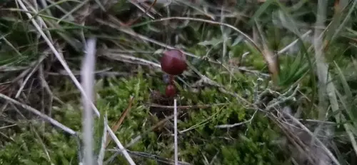 Mountain Brownie (Deconica montana), photo