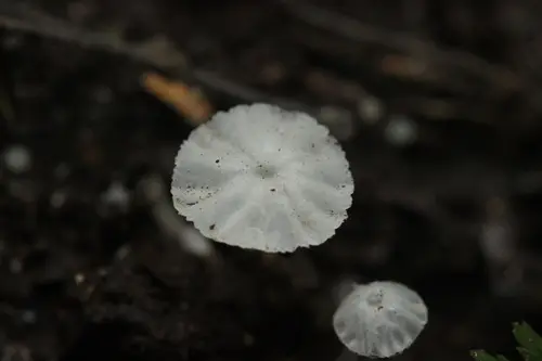 Delicatula integrella (Delicatula integrella), photo