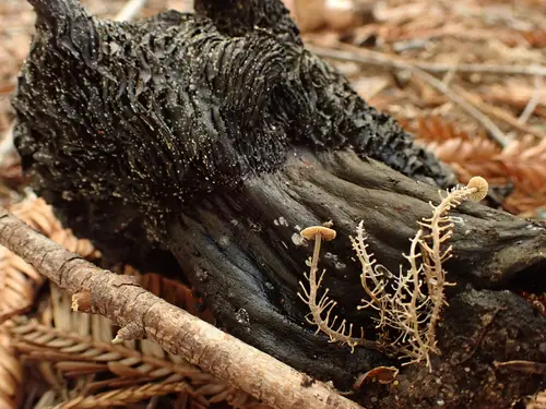 Branched Shanklet (Dendrocollybia racemosa), photo