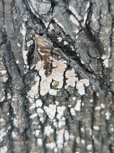 Maple Whitewash (Dendrothele acerina), photo