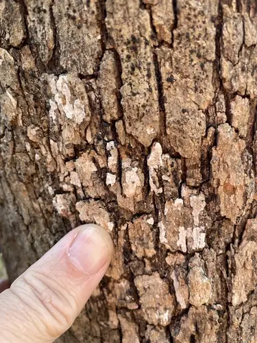 Dendrothele candida (Dendrothele candida), photo