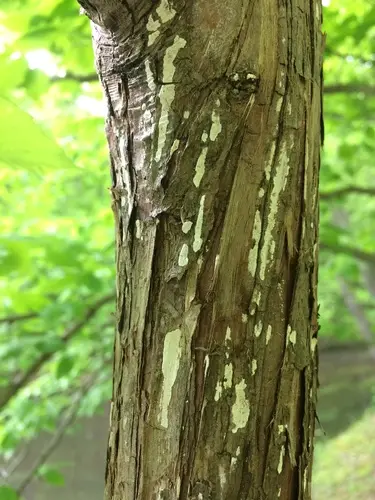 Dendrothele nivosa (Dendrothele nivosa), photo