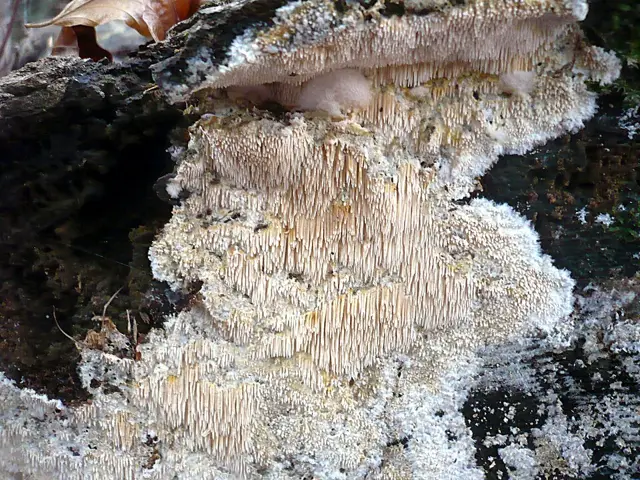 Dentipellis fragilis (Dentipellis fragilis), photo