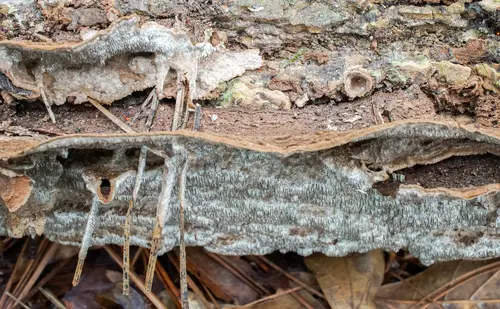 Dentocorticium portoricense (Dentocorticium portoricense), photo