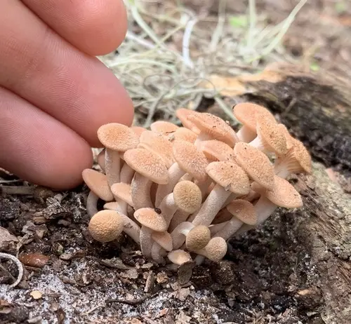 Ringless Honey Mushroom (Desarmillaria caespitosa), photo