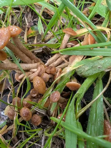 Ringless Honey Fungus (Desarmillaria tabescens), photo