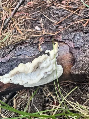 Dichomitus squalens (Dichomitus squalens), photo