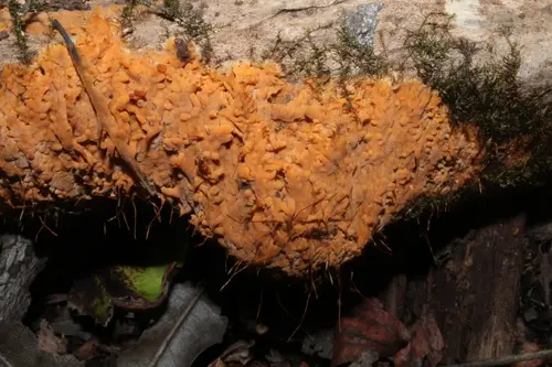 Dichostereum effuscatum (Dichostereum effuscatum), photo