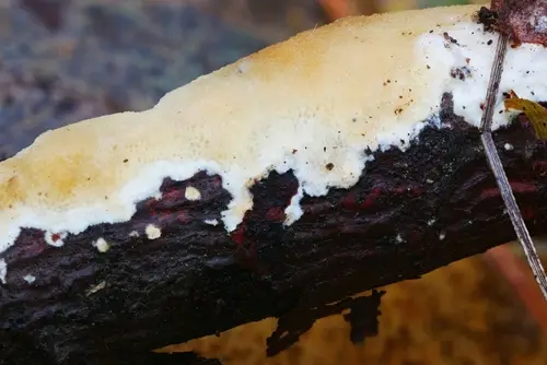 Diplomitoporus crustulinus (Diplomitoporus crustulinus), photo