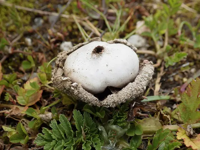 Disciseda bovista (Disciseda bovista), photo