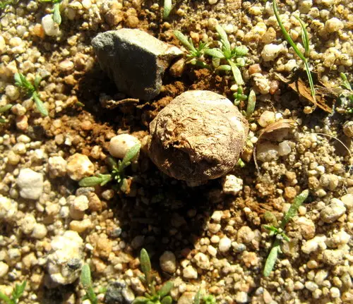 Disciseda candida (Disciseda candida), photo