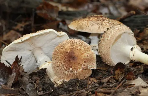 Freckled Dapperling (Echinoderma asperum), photo