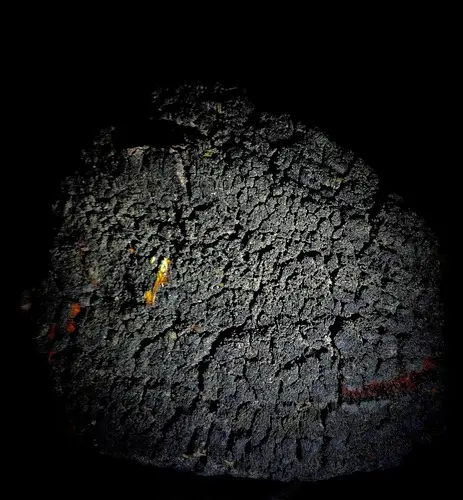 Brown Stringy Trunk Rot (Echinodontium tinctorium), photo