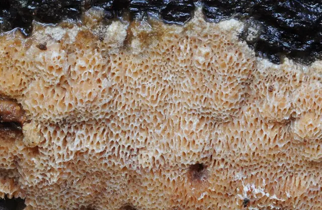 Elmerina caryae (Elmerina caryae), photo