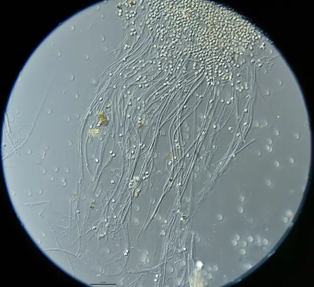 Entocybe trachyospora (Entocybe trachyospora), photo