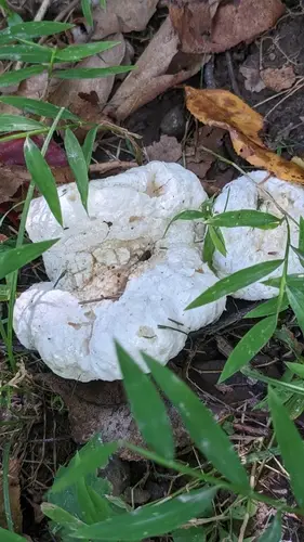 Aborted Entoloma, Shrimp Of The Woods (Entoloma abortivum), photo