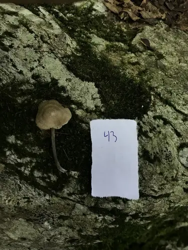 Entoloma alboumbonatum (Entoloma alboumbonatum), photo