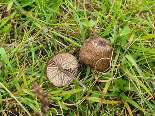 Roughened Pinkgill (Entoloma asprellum), photo