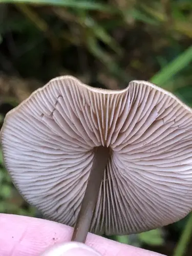 Entoloma bicoloripes (Entoloma bicoloripes), photo