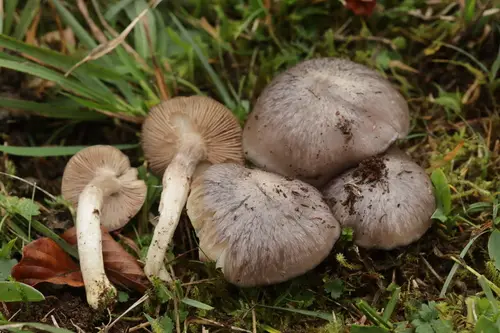 Big Blue Pinkgill (Entoloma bloxamii), photo