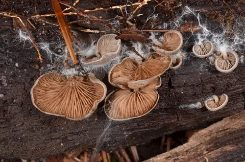 Oysterling Pinkgill (Entoloma byssisedum), photo